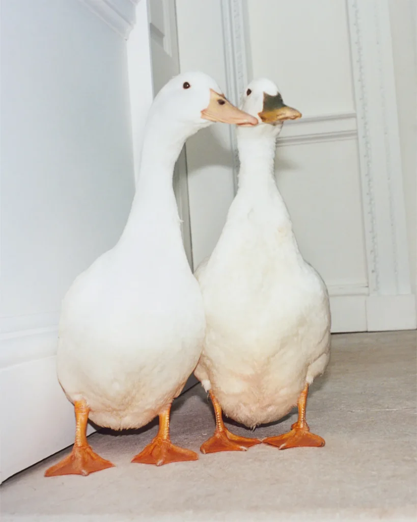 버버리 2025 겨울 캠페인 'A Grand Escape': 영국의 낭만을 입다 15 버버리 fw 겨울 아웃터 낭만 영국 패션 명품 럭셔리 헤리티지 브라이들백