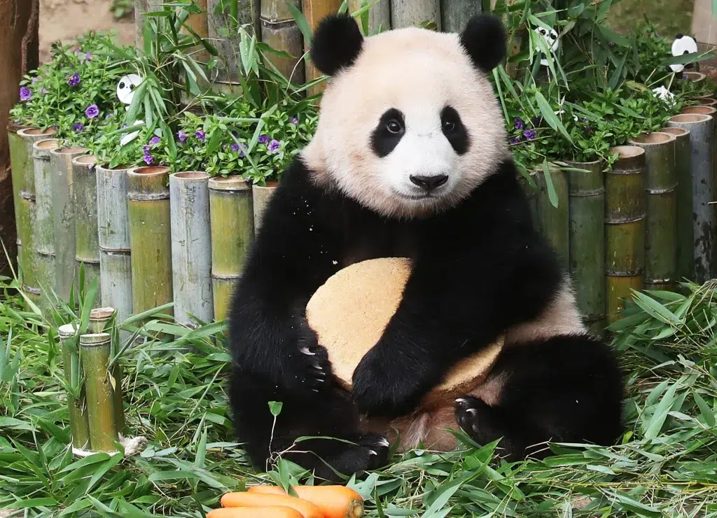 또 다른 푸바오가 온다? 한·중 판다 추가 대여 논의 1 푸바오 러바오 아이바오 에버랜드 판다 중국 논의