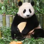 푸바오 러바오 아이바오 에버랜드 판다 중국 논의